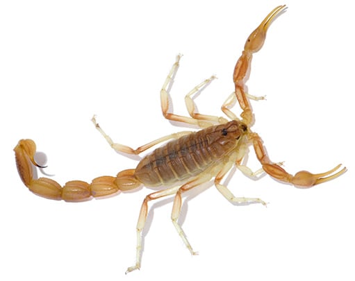 EcoShield Scorpion Removal For Homes And Business | Scorpion Exterminator